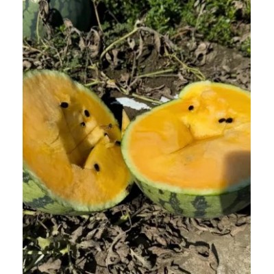 Сантиз F1 - семена арбуза, 1000сем., Libra Seeds